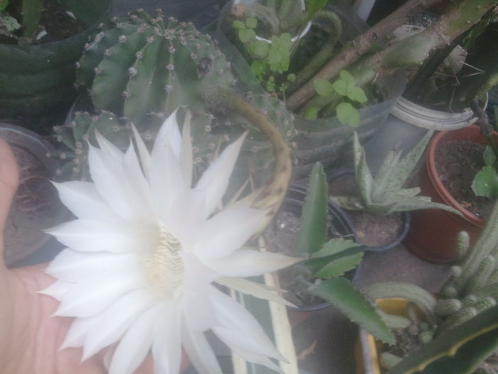 2014-07-22 14.48.11 - cactusi