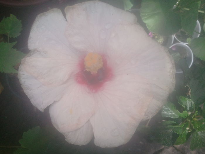 2014-07-23 16.37.25 - hibiscusi