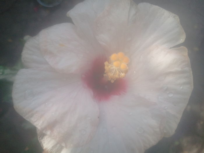 2014-07-23 16.37.53 - hibiscusi