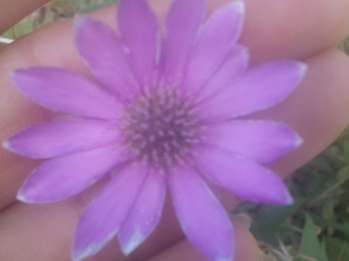 2014-07-14 10.37.01 - flori nemuritoare floare