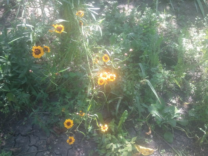 2014-07-21 11.27.02 - coreopsis