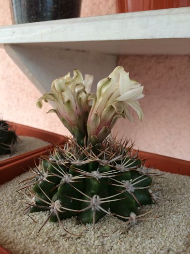IMG_0573 - 4 Cactusi-Cactuses