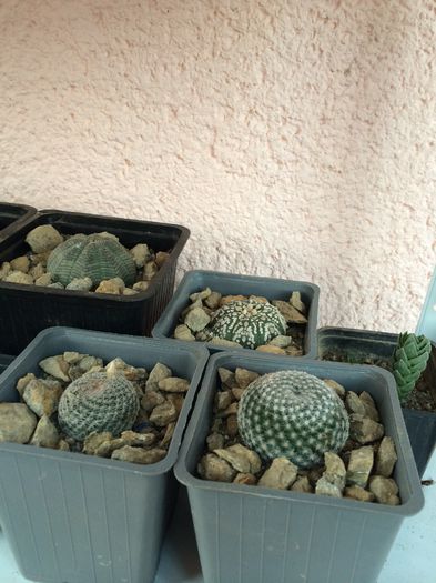 IMG_0578 - 4 Cactusi-Cactuses