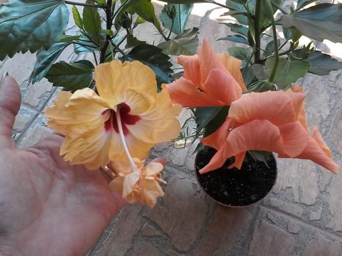 20140730_093944 - Hibiscus 2014-2015