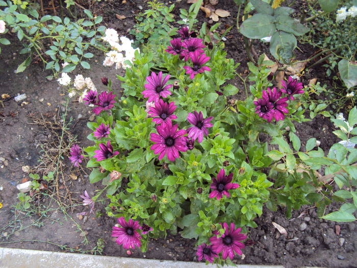 DSC00962 - 2014 Gradina