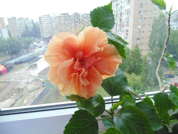 27 iulie