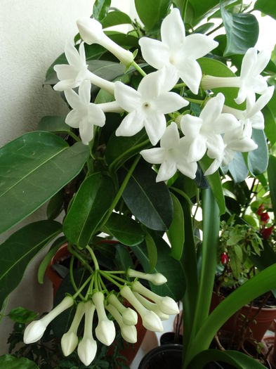 DSC00935 - Stephanotis flotibunda