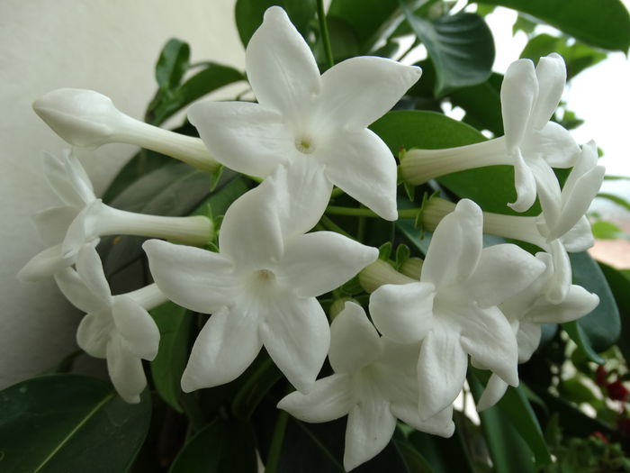 DSC00934 - Stephanotis flotibunda