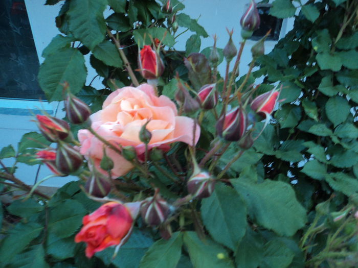 DSC05096