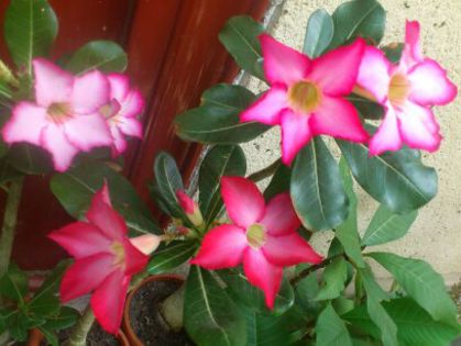 1406611514724 - Florile mamei 2014