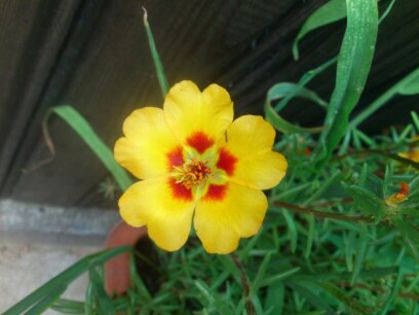 1406611526295 - Florile mamei 2014