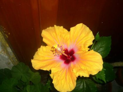 1406611504333 - Florile mamei 2014