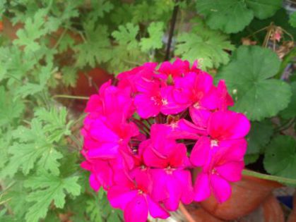 1406607790585 - Florile mamei 2014