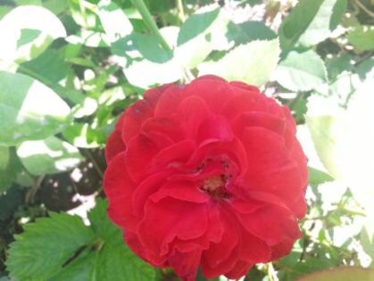 1406611549313 - Florile mamei 2014