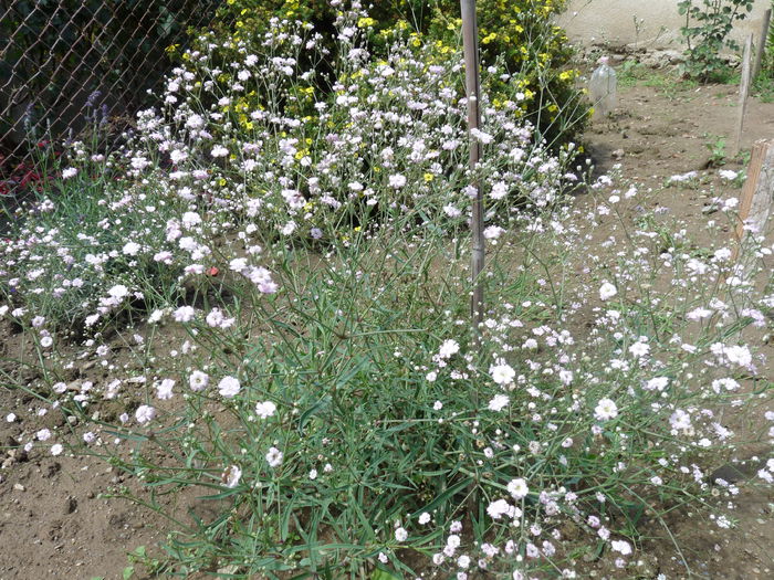 30.07.2014 - Floarea miresei - Gypsophila paniculata Flamingo