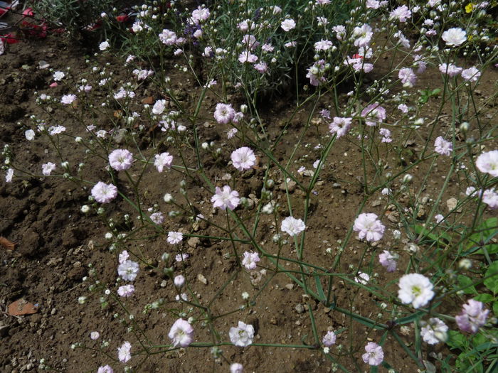 P1060257 - Floarea miresei - Gypsophila paniculata Flamingo