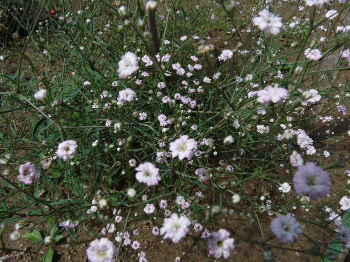 P1060258 - Floarea miresei - Gypsophila paniculata Flamingo