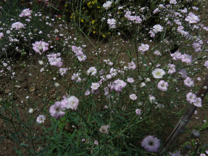 P1060259 - Floarea miresei - Gypsophila paniculata Flamingo