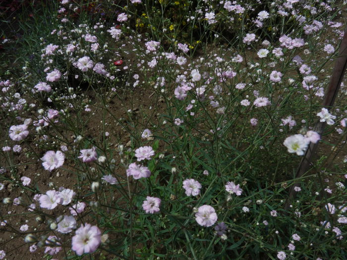 P1060260 - Floarea miresei - Gypsophila paniculata Flamingo