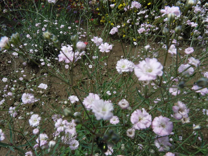 P1060263 - Floarea miresei - Gypsophila paniculata Flamingo