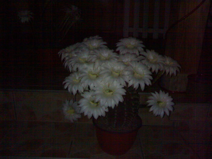 04072009948; Cactus...peste 20 de flori
