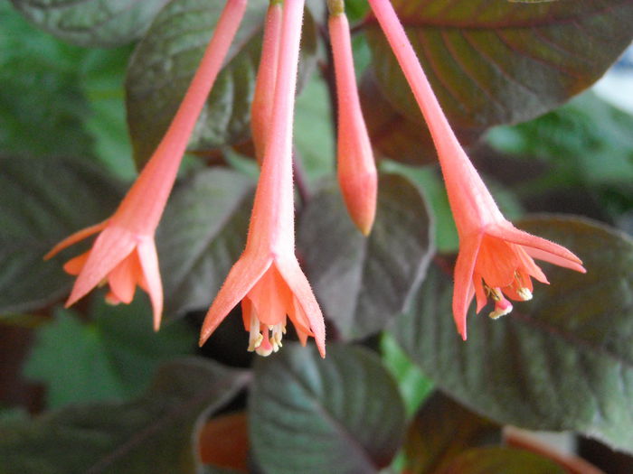  - 0 Zambetul florilor