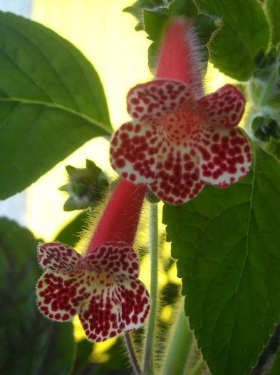  - 0 Zambetul florilor