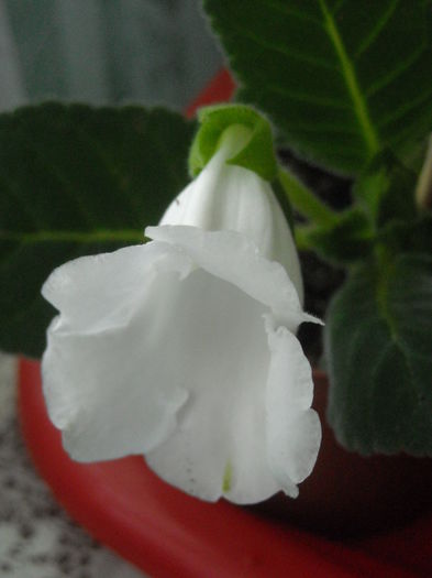  - 0 Zambetul florilor