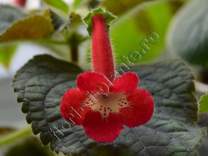 Kohleria Lima (ni) - KOHLERIA II 2