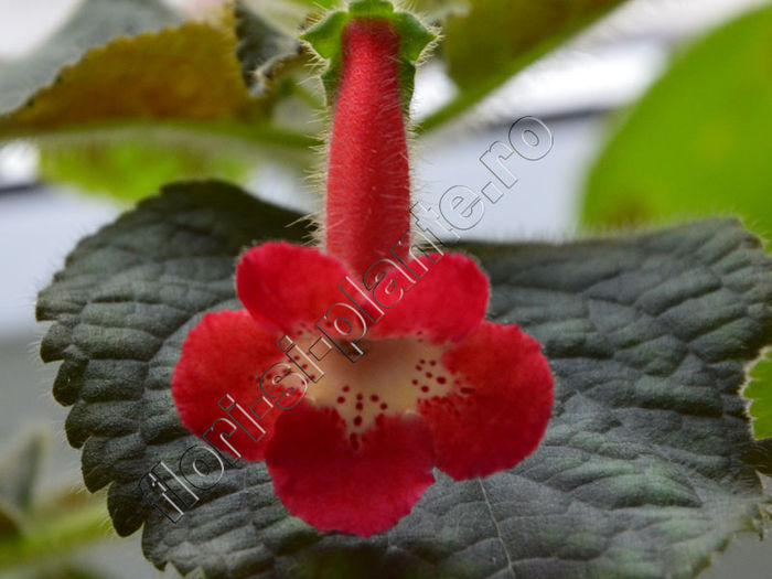 Kohleria Lima (ni) - KOHLERIA II 2