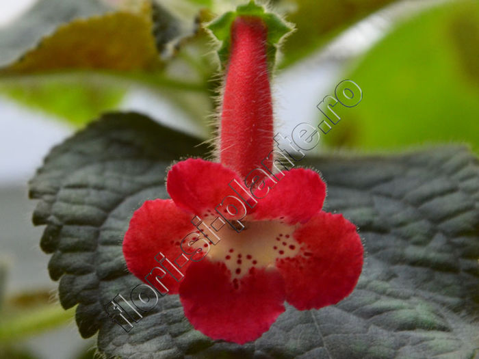 Kohleria Lima (ni) - KOHLERIA II 2