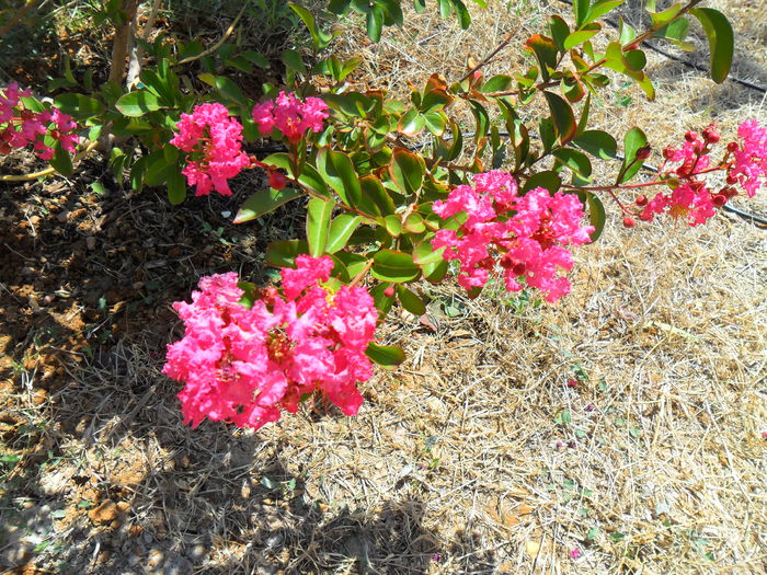 liliac de india