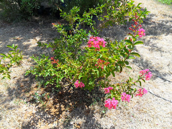 liliac de india - Cateva plante din colectia personala din gradina si altele la vanzare