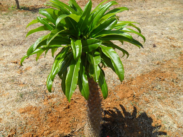 pachypodium lamerei