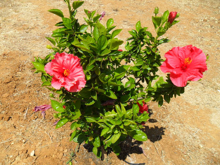 hibiscus