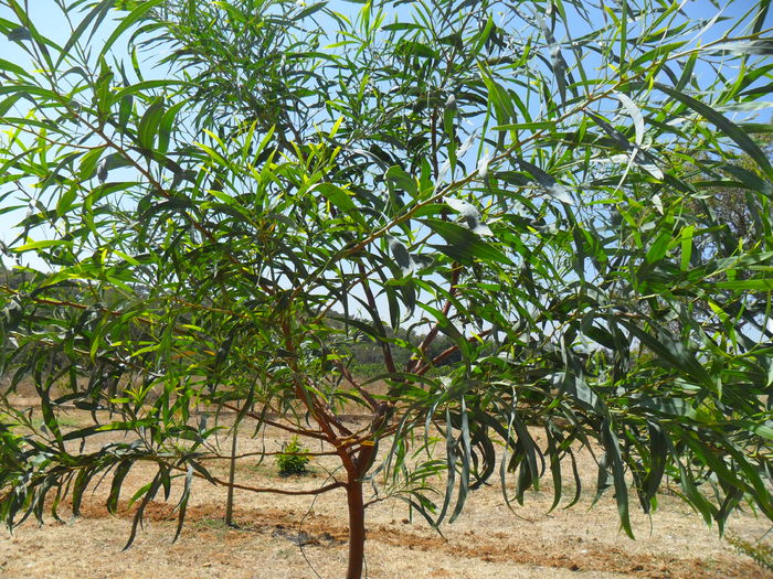 acacia saligna