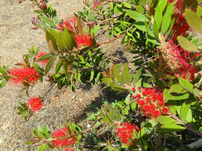 calistemon a treia inflorire din an