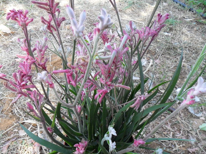 Anigozanthos laba cangurului - Cateva plante din colectia personala din gradina si altele la vanzare