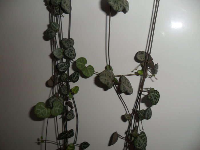 ceropegia woodii - Cateva plante din colectia personala din gradina si altele la vanzare