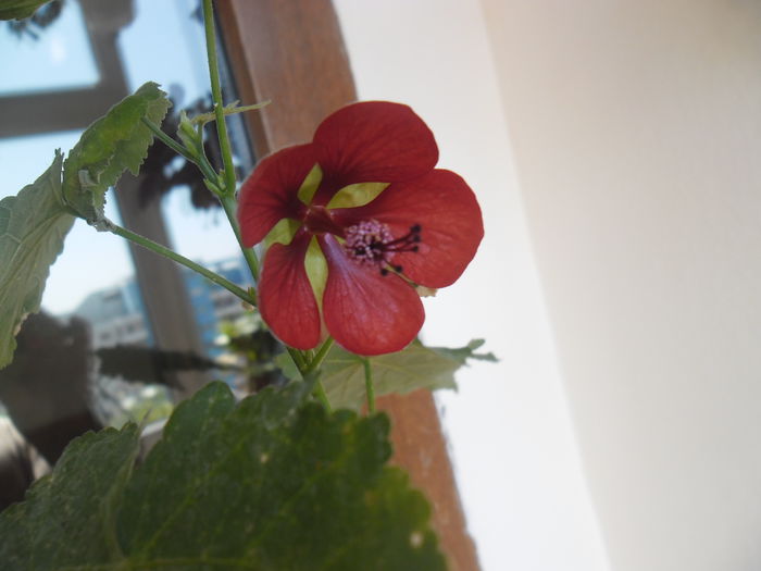 red trumpet - Abutiloni