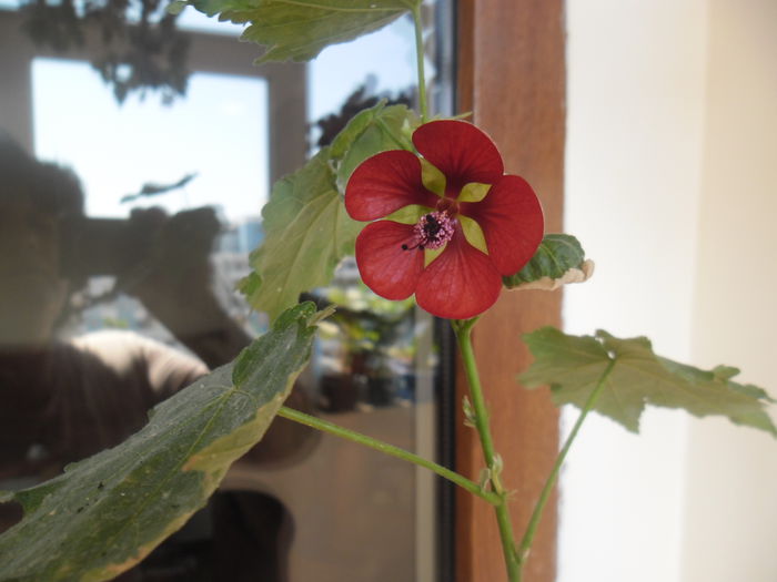 Red Trumpet - Abutiloni