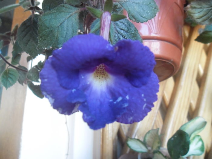 014 - Achimenes