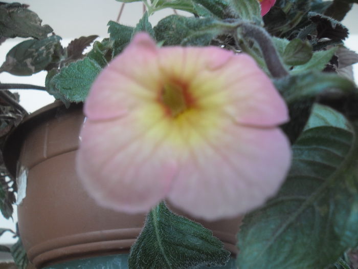 017 - Achimenes