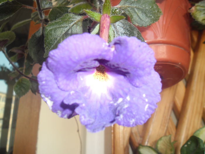 012 - Achimenes