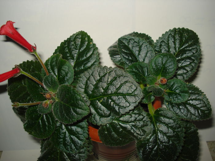 Red Raindrops - SINNINGIA DE LA A - Z