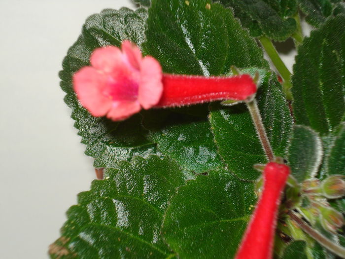 DSC08968 - SINNINGIA DE LA A - Z