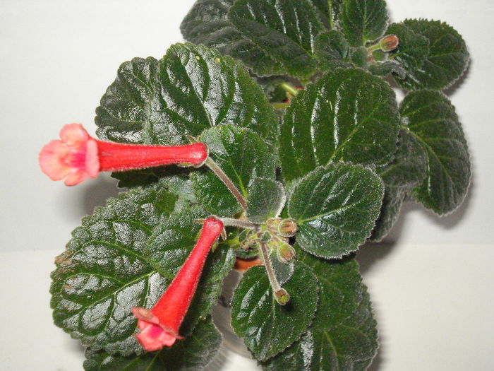 DSC08974 - SINNINGIA DE LA A - Z