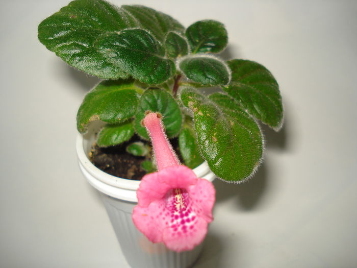 DSC09036 - SINNINGIA DE LA A - Z