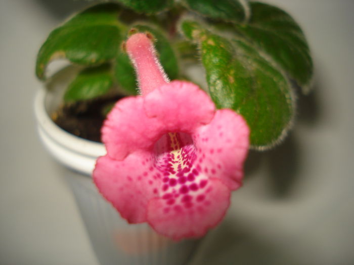 DSC09037 - SINNINGIA DE LA A - Z