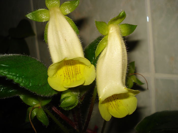 Conspiqua - SINNINGIA DE LA A - Z